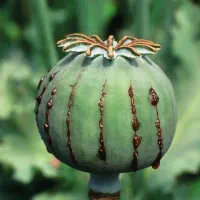ترک اعتیاد مواد مخدر