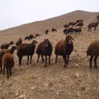 گوسفند