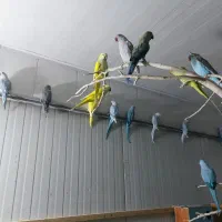 فروش انواع طوطی سانان|پرنده|قم, انسجام|دیوار