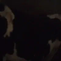 گاو|حیوانات مزرعه|ارمند, |دیوار