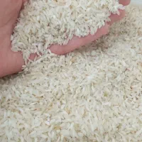 برنج چمپا محلی