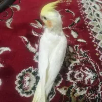 عروس هلندی گمشده