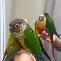 گرینچیک اهلی و عادتی و سخنگو آرام