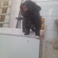 سگ چاوچاو قیمت ۱۵ تومان|سگ|اصفهان, بهارستان|دیوار