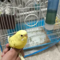 مرغ عشق نر و ماده|پرنده|اندیشه, شهرک کوثر|دیوار