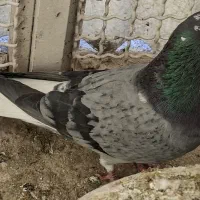 کفتر کبوتر پرشی|پرنده|گلستان (تهران), |دیوار