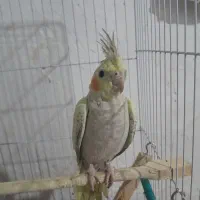 عروس هلندی با قفس