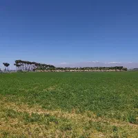 ماهی قزل الا تازه