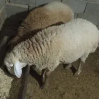بره نر