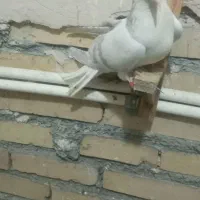 کبوتر|پرنده|مشهد, خواجه ربیع|دیوار