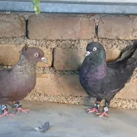 پلاکی و تهرانی