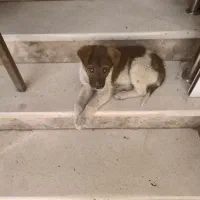 واگذاری رایگان