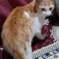 واگذاری گربه خانگی|گربه|رشت, آب و برق|دیوار