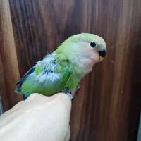 جوجه کوتوله برزیلی صورت هلویی
