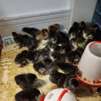 جوجه مرندی و محلی