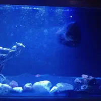 اکواریوم و ماهی|ماهی|قرچک, میرزائی شمالی|دیوار