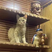 واگذاری رایگان گربه نارنجی DSH شیطون و مهربون