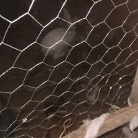 خرگوش نر بزرگ|موش و خرگوش|چابهار, |دیوار