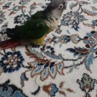 طوطی گرینچیک