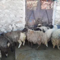 فروش بره نر و ماده