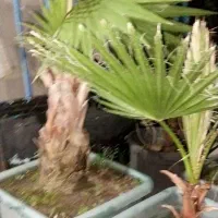 درخت پالم فونیکس