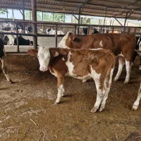 فروش گوساله پرواری