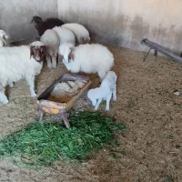 بره عربی|حیوانات مزرعه|باوی, |دیوار