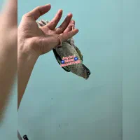 گرینچیک دستی پشت ویولت تراکوییس یلوساید