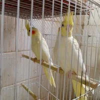 عروس هلندی|پرنده|مسجد سلیمان, |دیوار