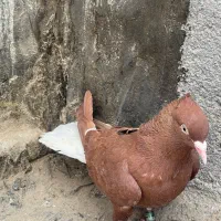 سرخ دم سفید|پرنده|مشهد, ایثار|دیوار