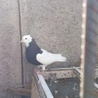 کبوتر کلفه|پرنده|اردبیل, |دیوار