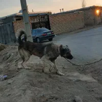 سگ سرابی ذات قدیم