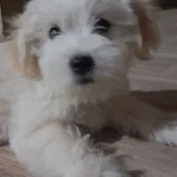 توله سگ