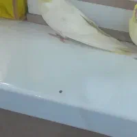 عروس هلندی|پرنده|قرچک, باقرآباد|دیوار