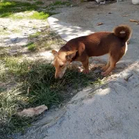 واگذاری سگ پاکوتاه ماده فل آورده