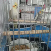 یک جفت عروس هلندی