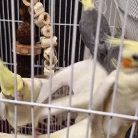 عروس|پرنده|تهران, سبلان (لشگر)|دیوار