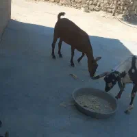 دو عدد بز|حیوانات مزرعه|خمیر, |دیوار