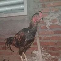 خروس لاری بچه ششصد