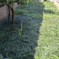 یال اسبی سطل ۴پر