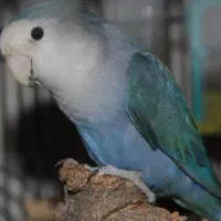 طوطی برزیلی با وسایل کامل