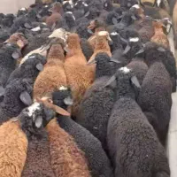 شبانه روزی همراه سلاخ ماهر دام پلاکدارزنده