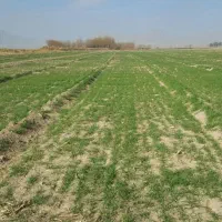 زمین باغ شهری 1500 متری قادرآباد