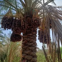 خرما از نخلستون خودمون|خوردنی و آشامیدنی|اهواز, دغاغله|دیوار
