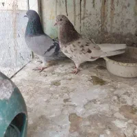 چند جفت کبوتر|پرنده|فردیس, داوری|دیوار