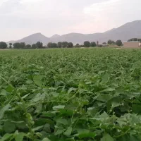 لوبیا چیتی کوشا|خوردنی و آشامیدنی|شازند, |دیوار