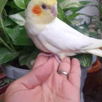تعداد۱۰عروس هلندی جفت وجوجه