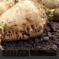 چغندر قندی|عمدهفروشی|خوشاب, |دیوار