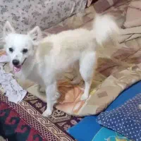 سگ پامر اشپیتز|سگ|قدس, شهر‌قدس|دیوار