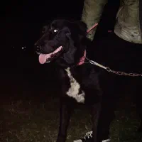 سگ سراب ذات قدیم